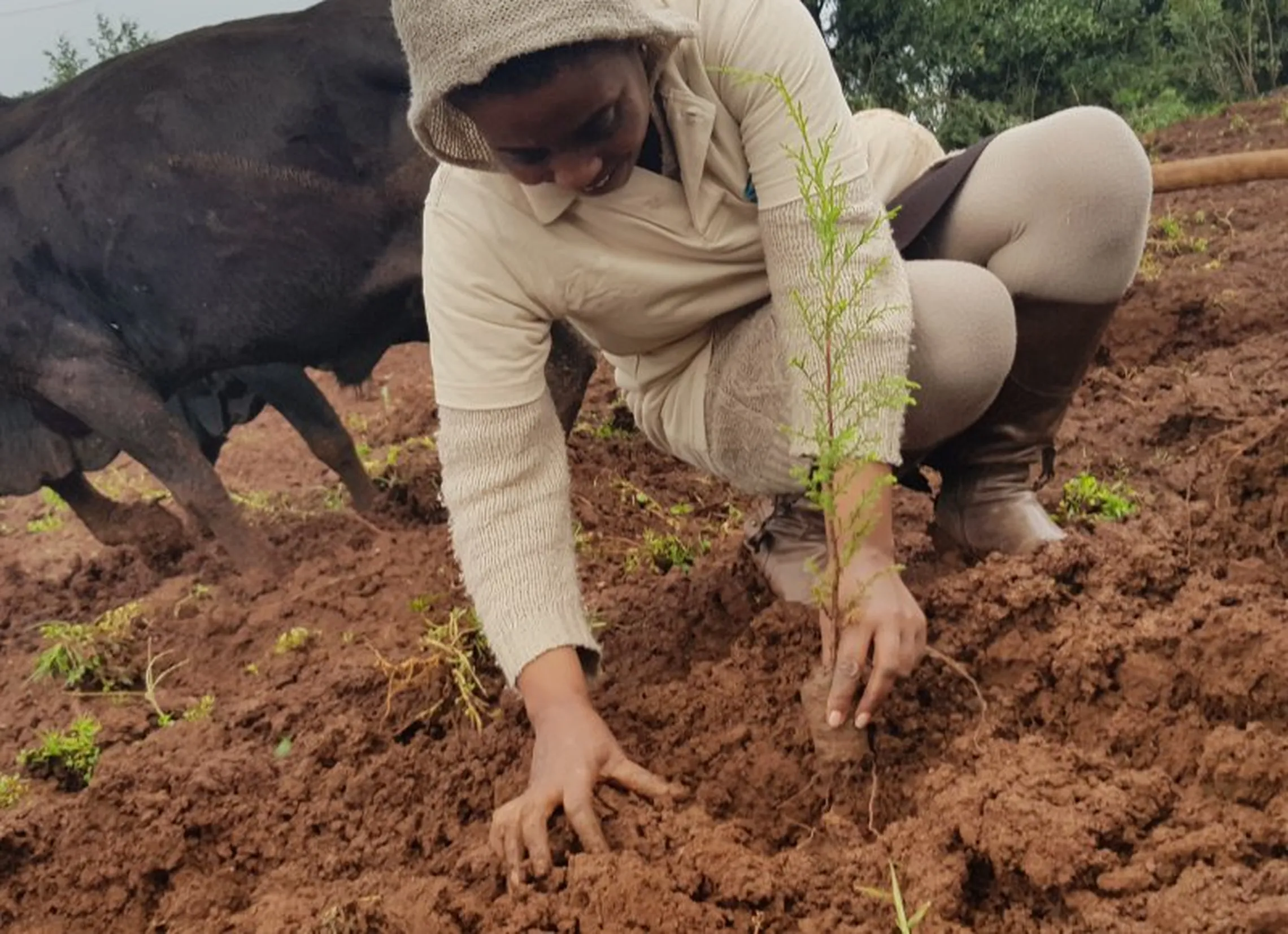 Aster Girma planting a seedling