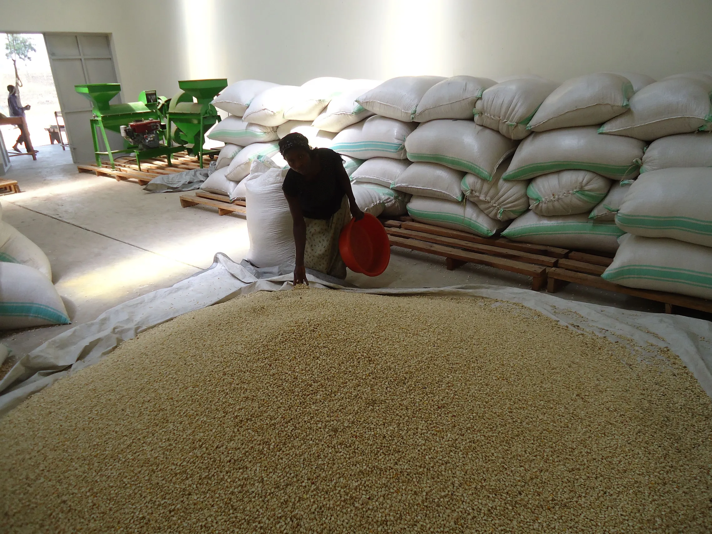 Maize being stored at the satellite collection point