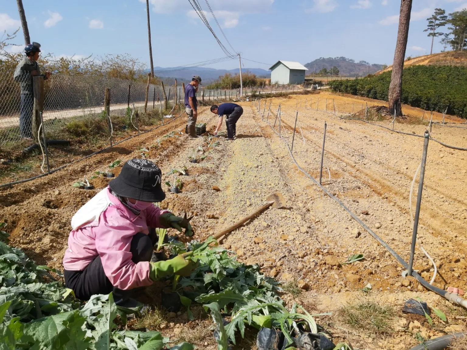 CAFÉ-REDD project staff helping farmers with artichoke transplanting