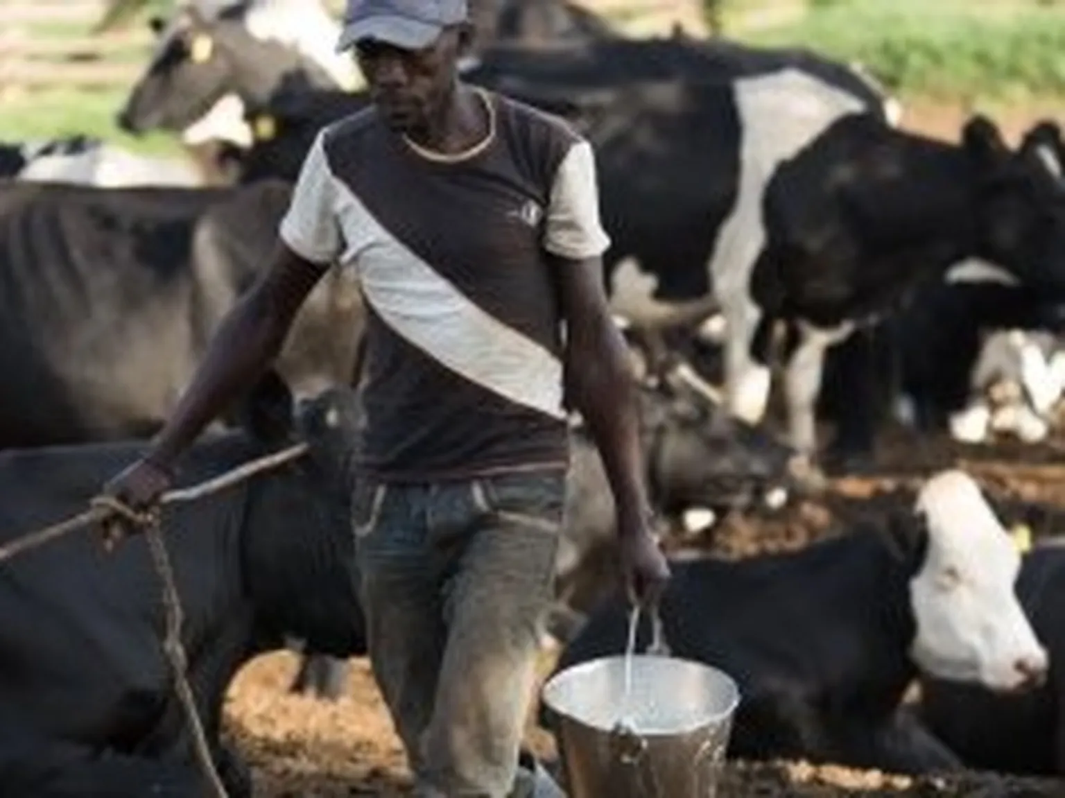 Cows in field