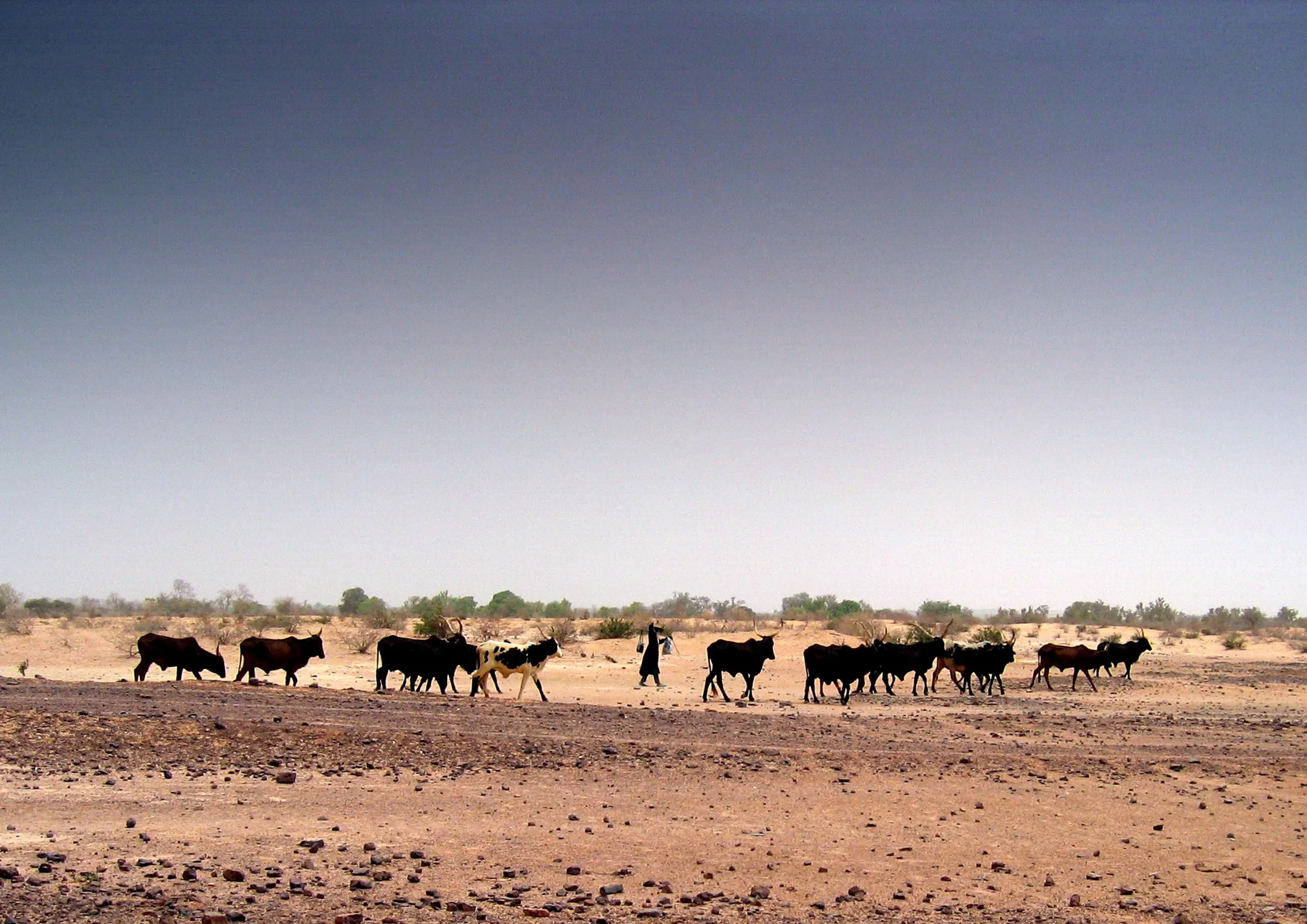 Pastoralist in Niger