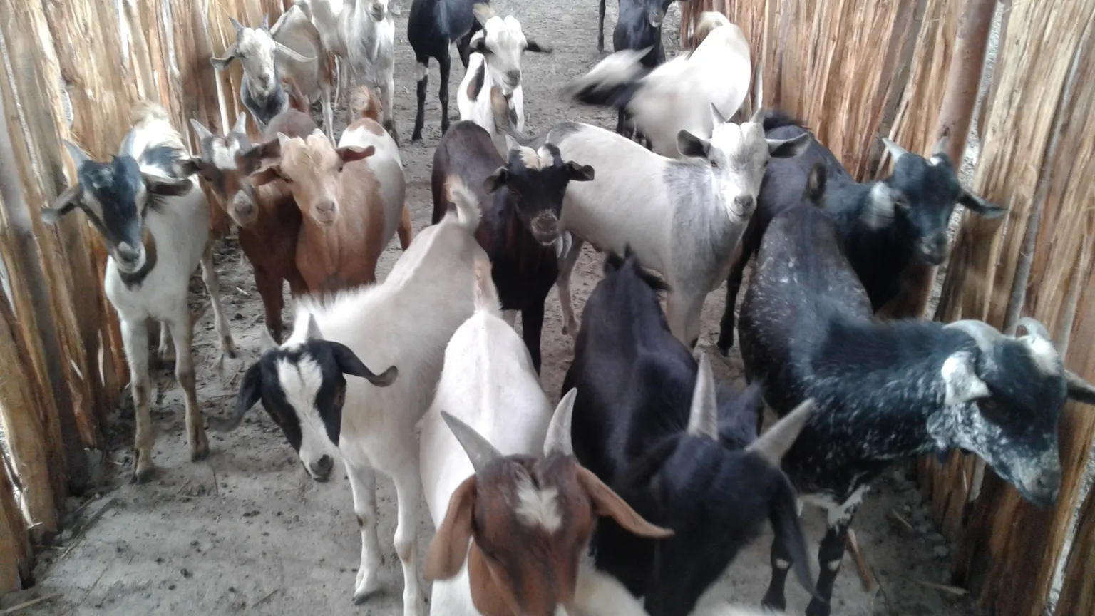 Engaging smallholder farmers to viable livestock market
