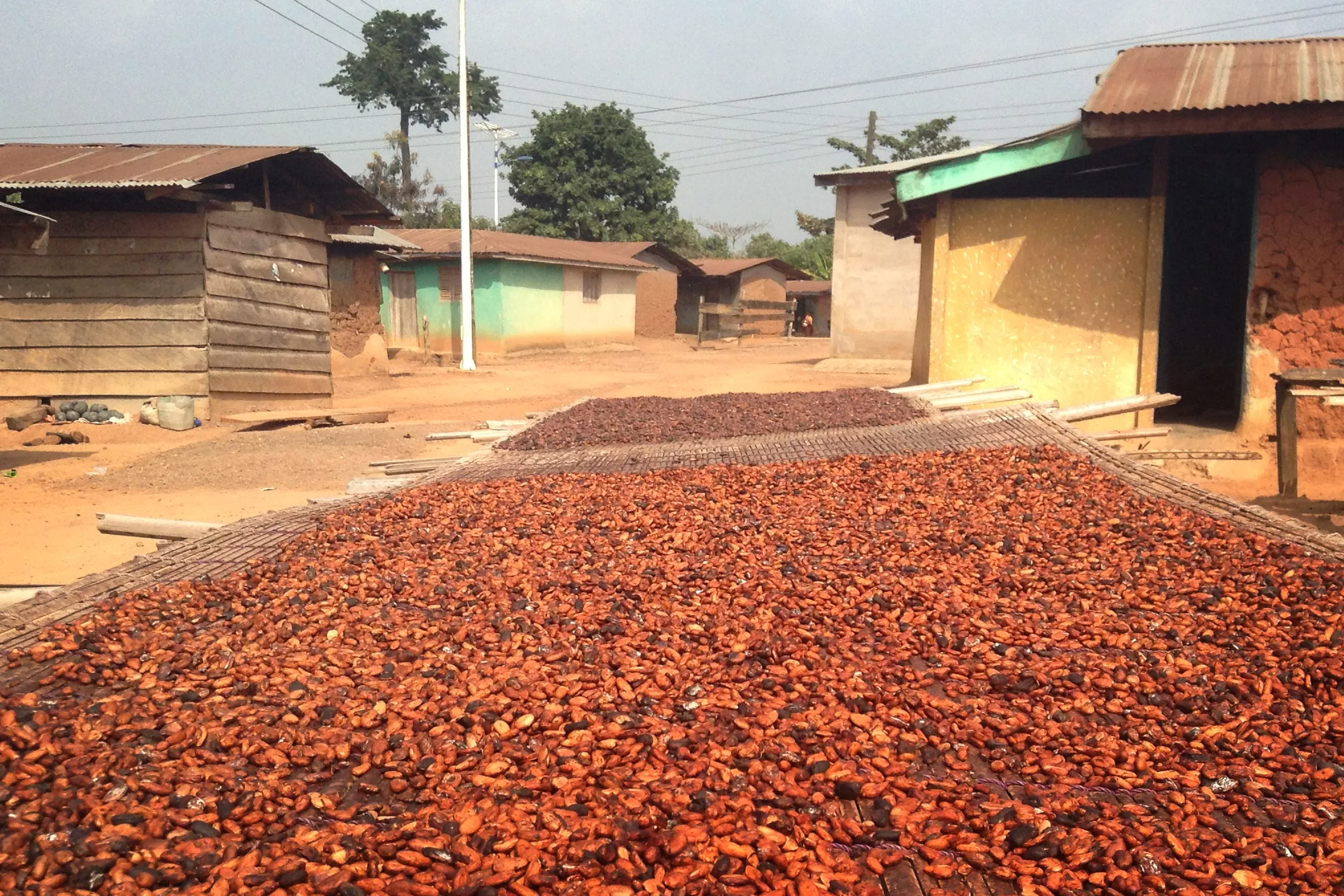 Nursing future production – towards shaded cocoa farms