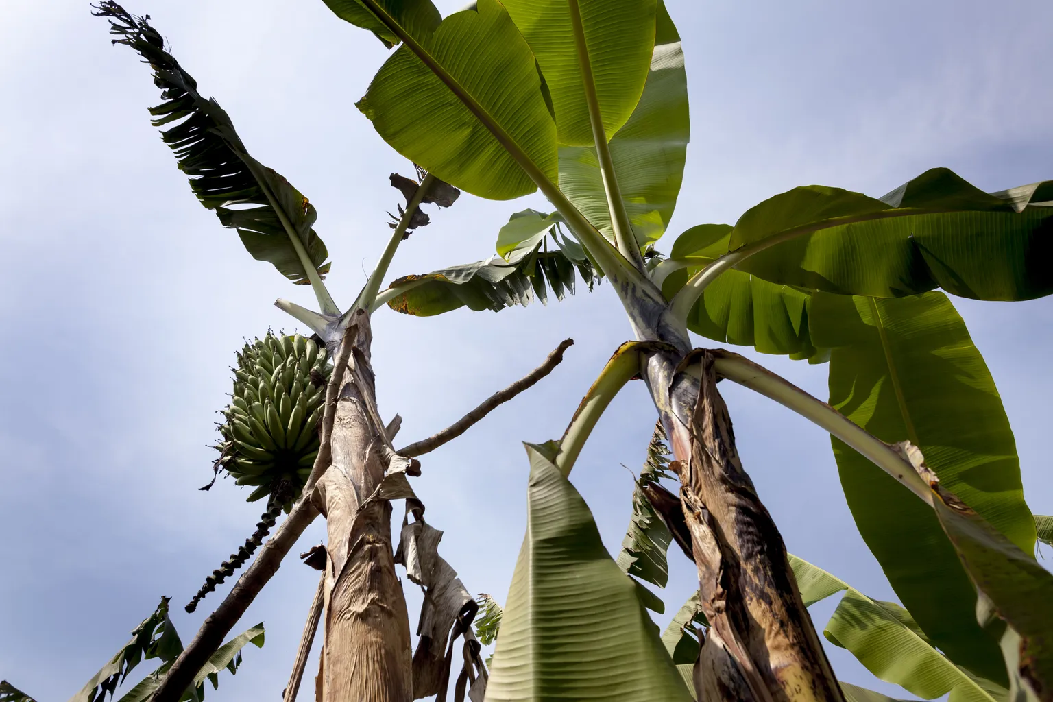 Young agri-business group in Tanzania: "Yes we can!"