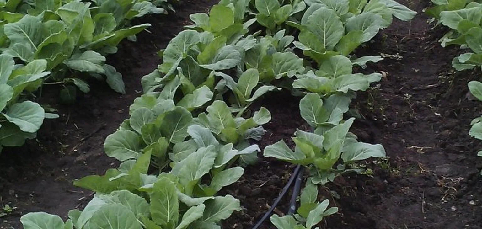 Crops in field