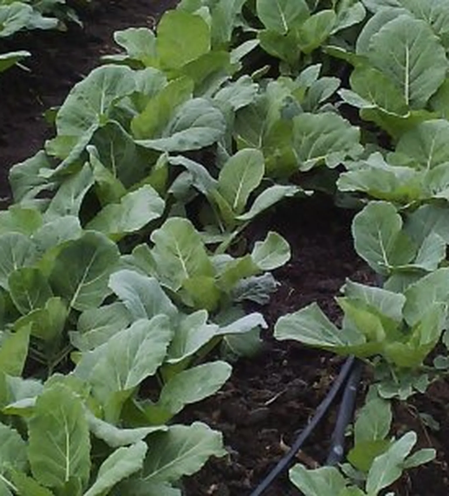 Crops in field