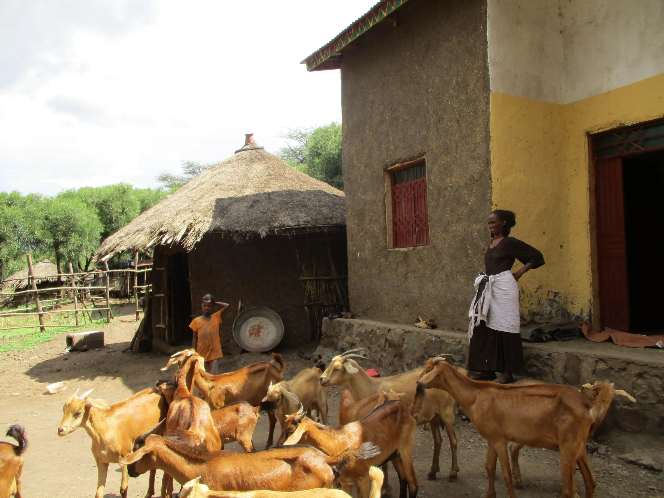 Embafreshu looks over her herd of goats in Alamata woreda, Ethiopia