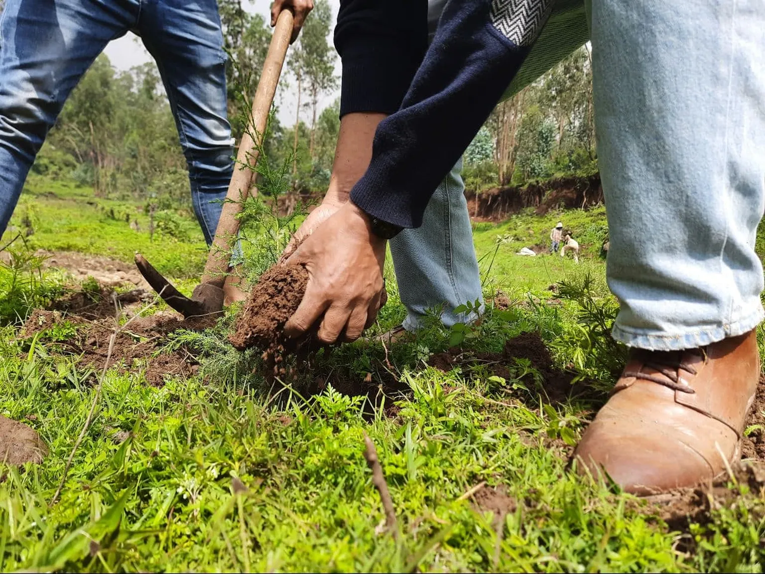 An image of SNV staff planting trees 