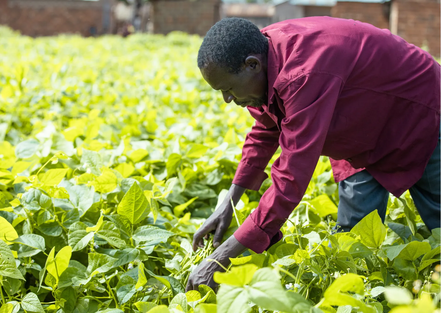 Man working in the field