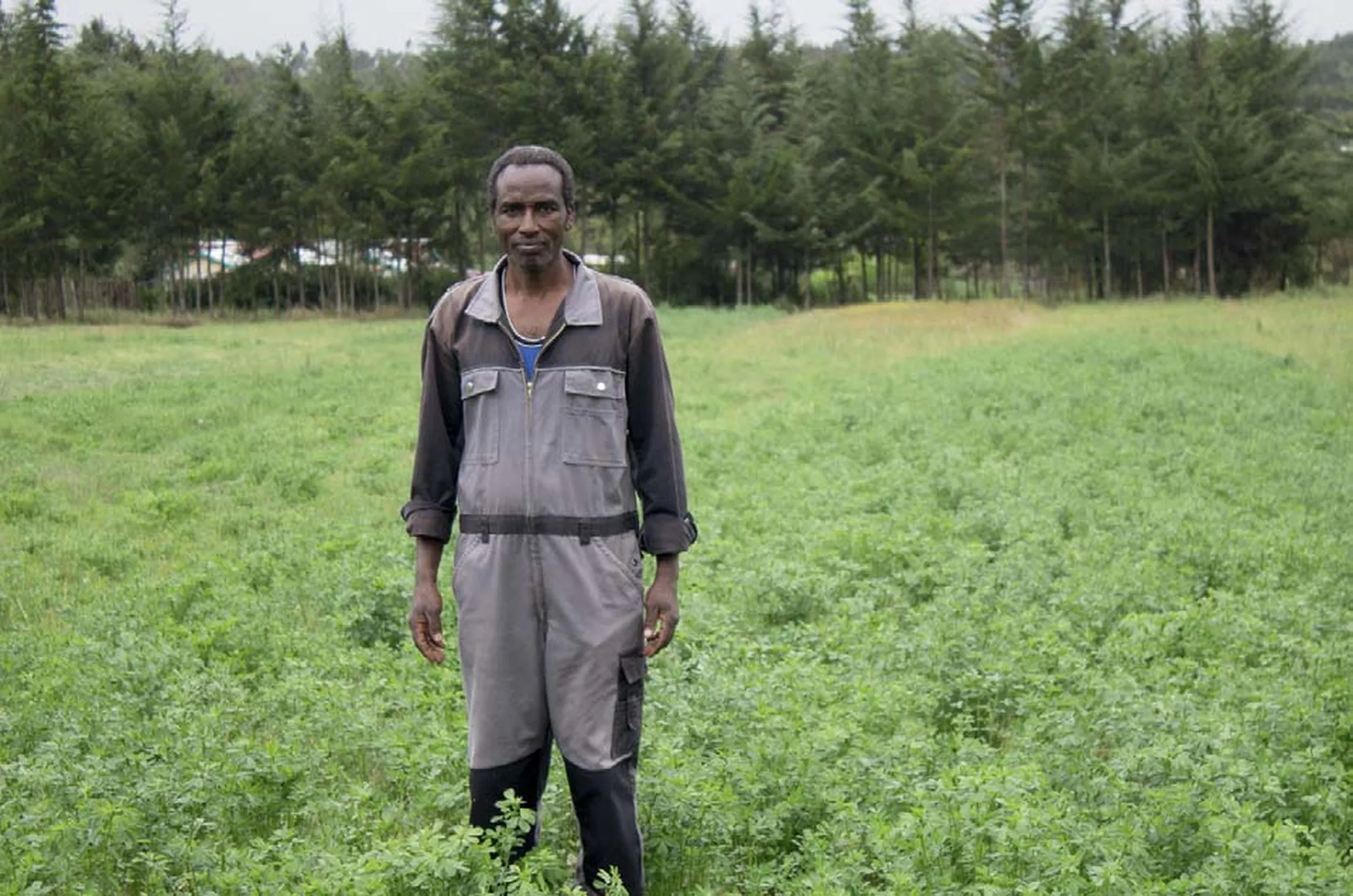 Wilson Konyoi in a field of Lucerne that he uses to feed his cows.