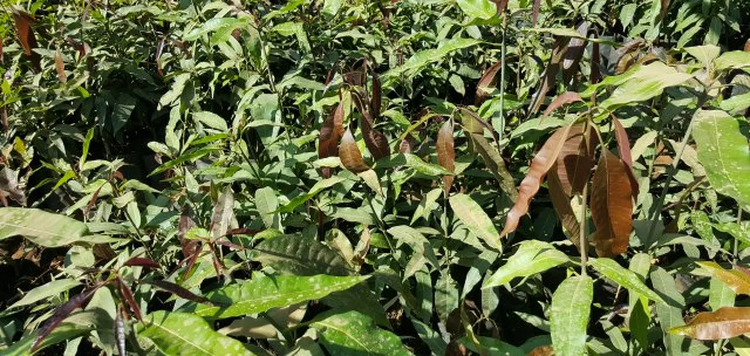 Leaves close-up