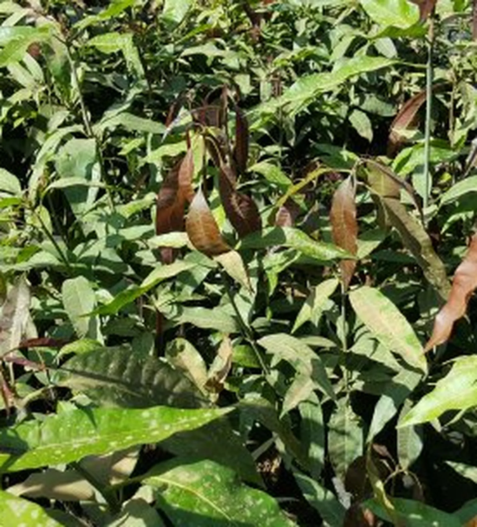 Leaves close-up