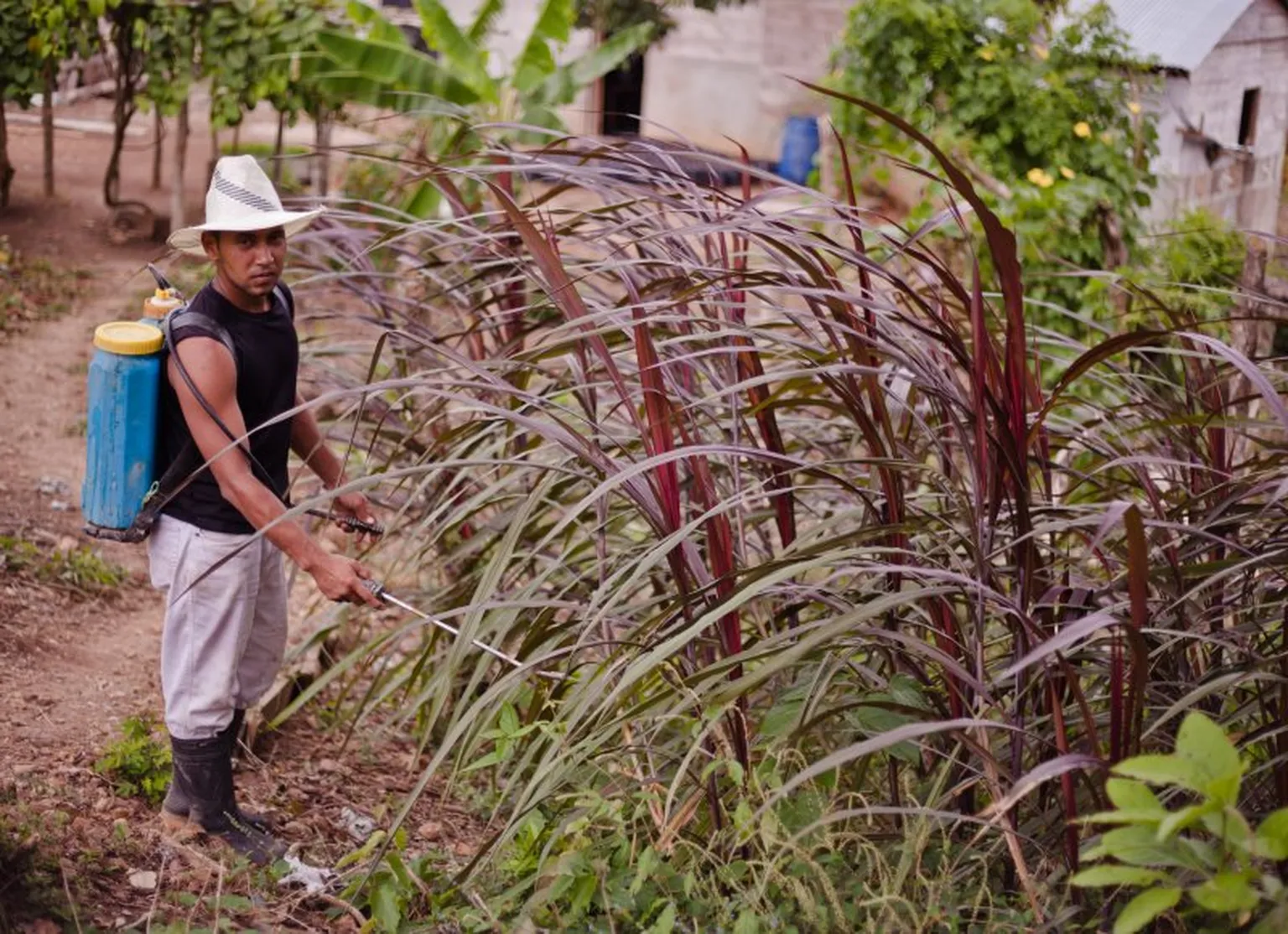 A farmer spraying his crops with bio-slurry