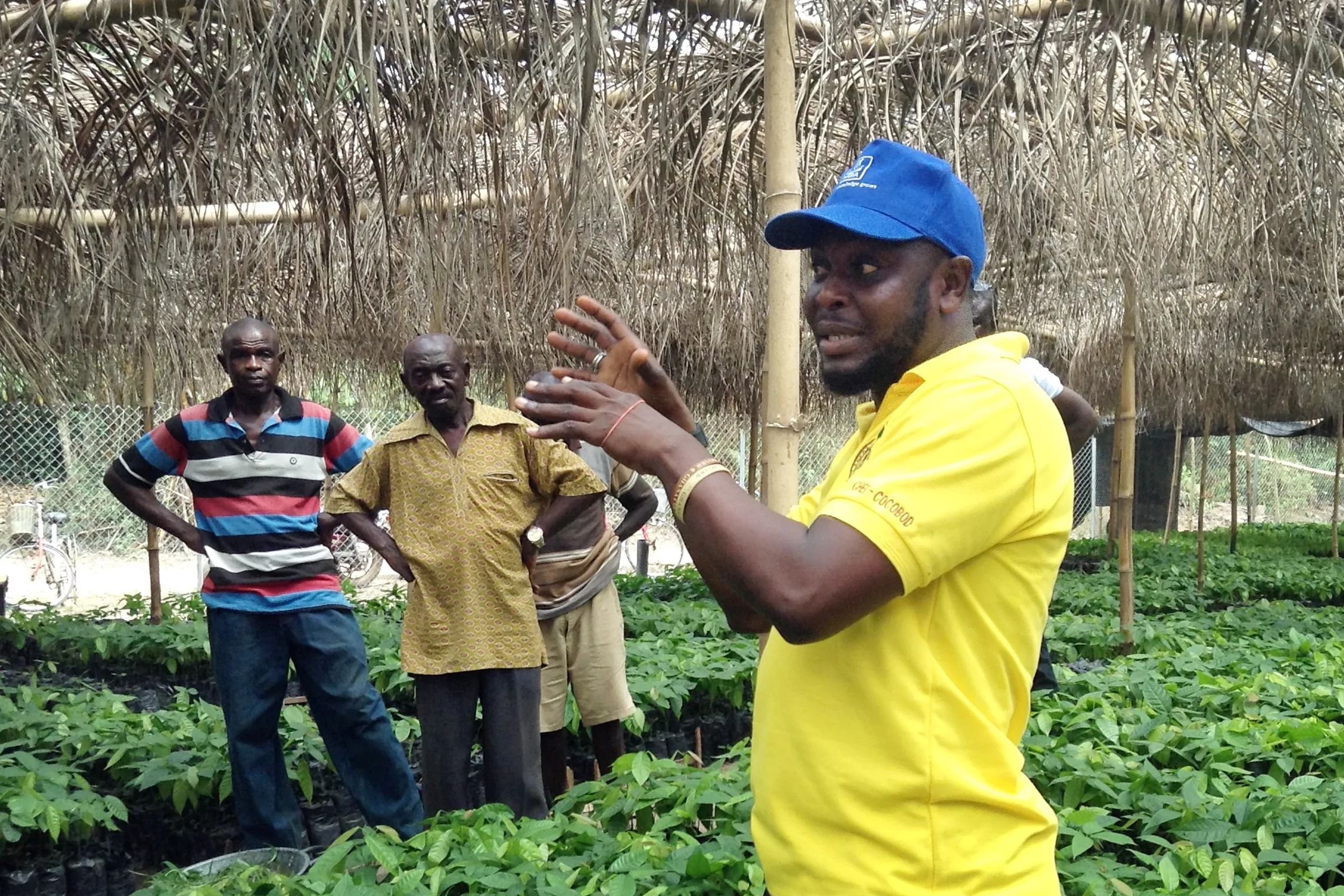 Nursing future production – towards shaded cocoa farms