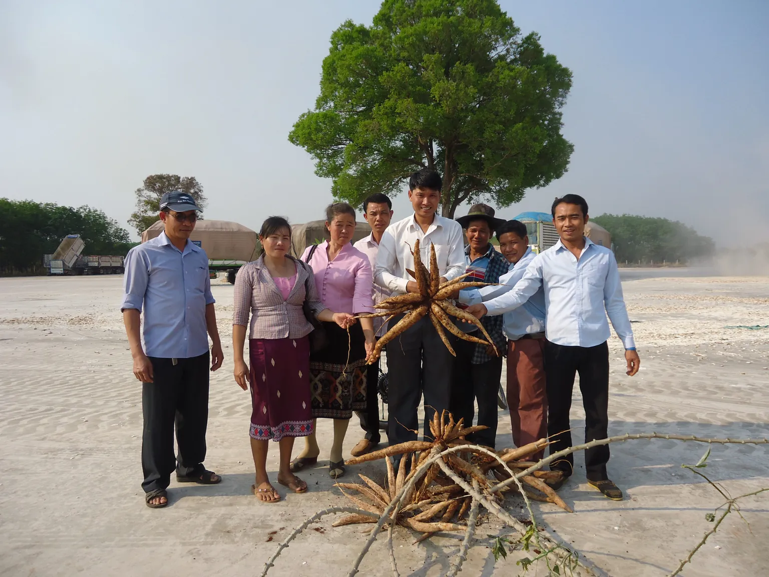 Cassava: Great crop for great people