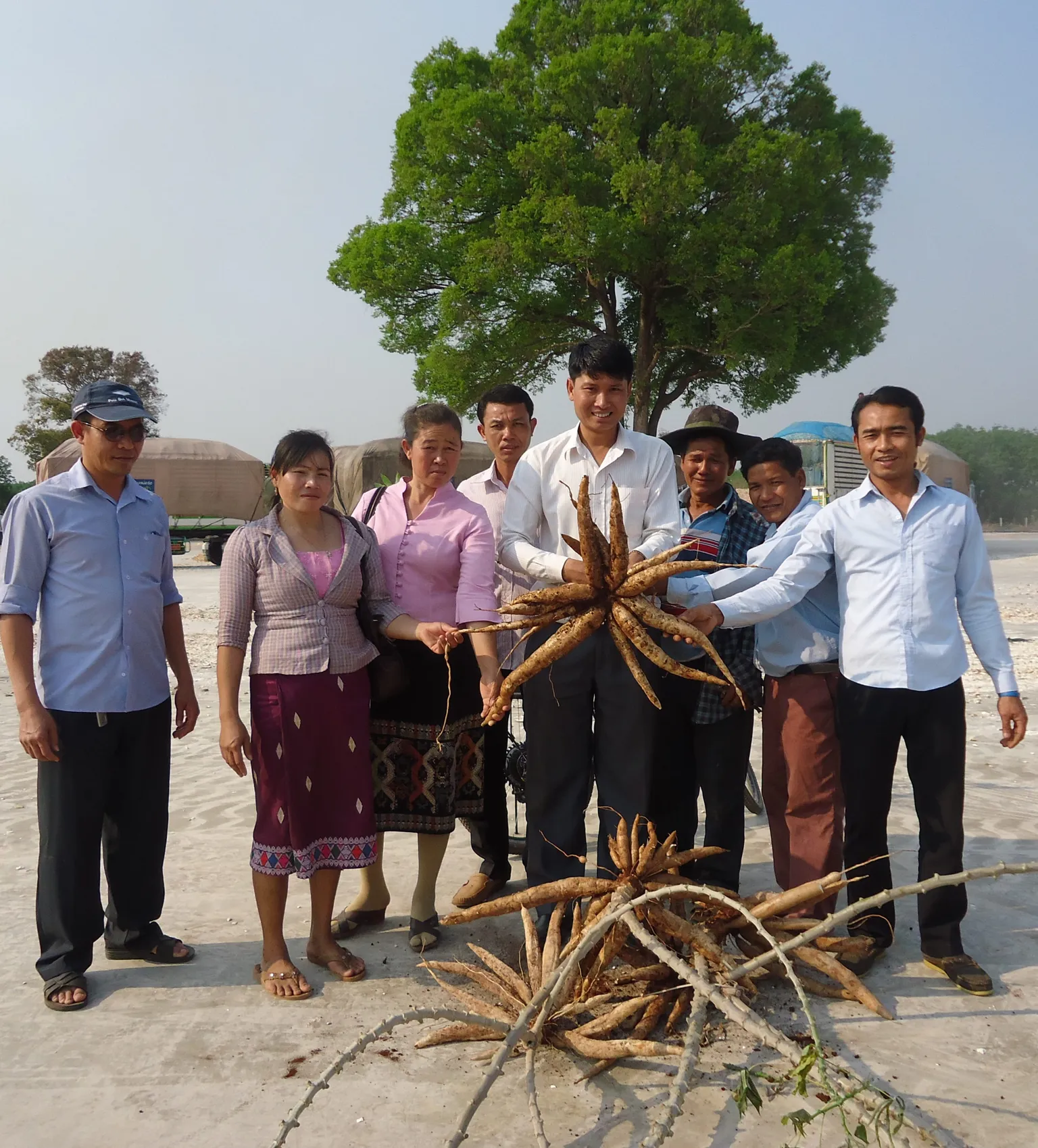 Cassava: Great crop for great people