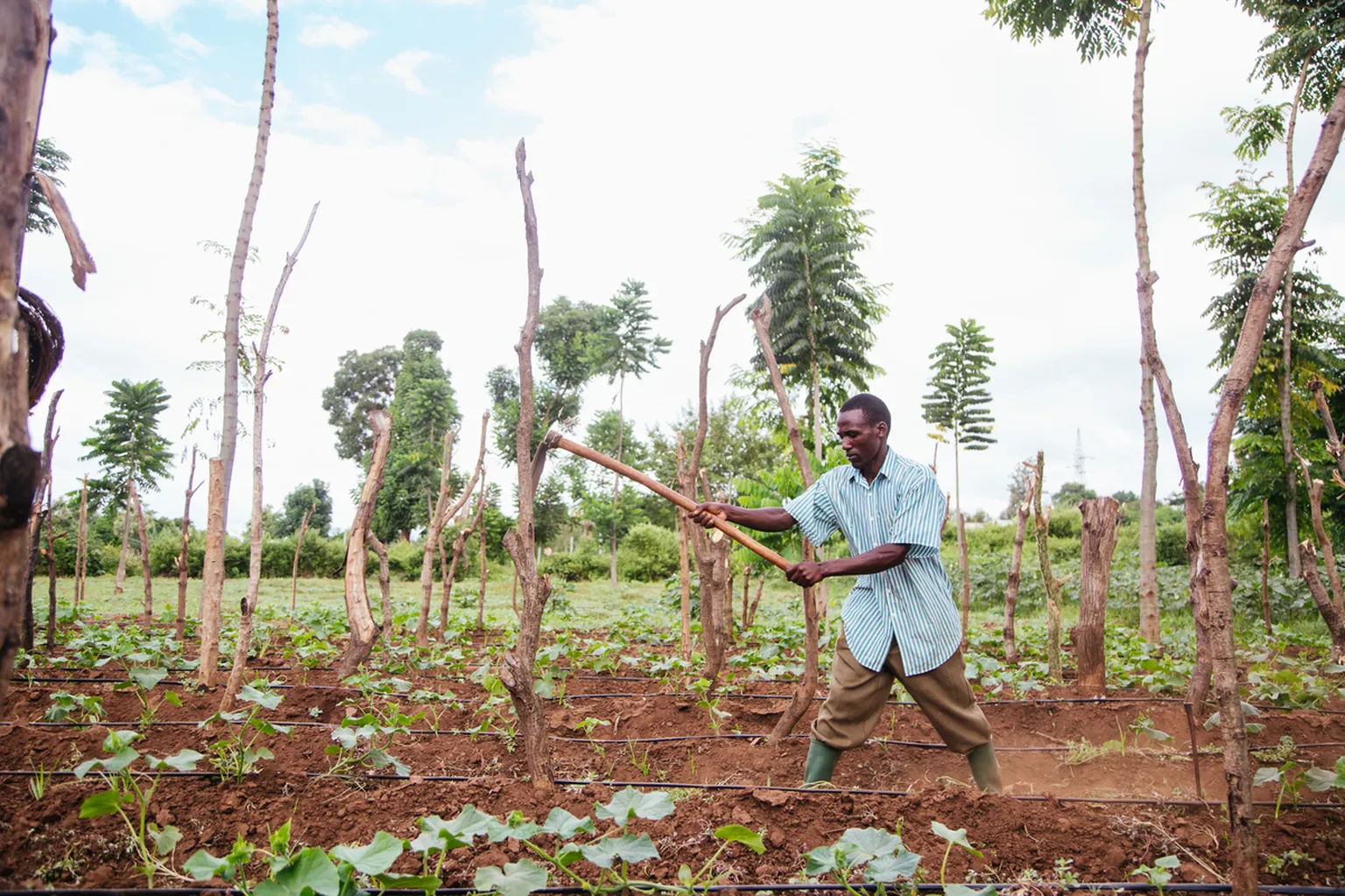 #YouthWill: Creating opportunities for youth in agriculture
