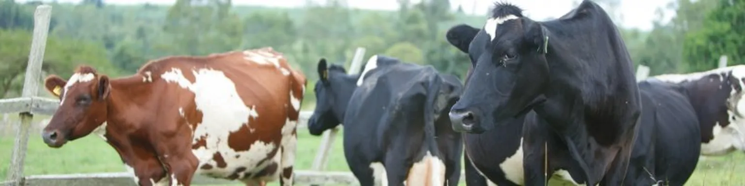 Cows in field