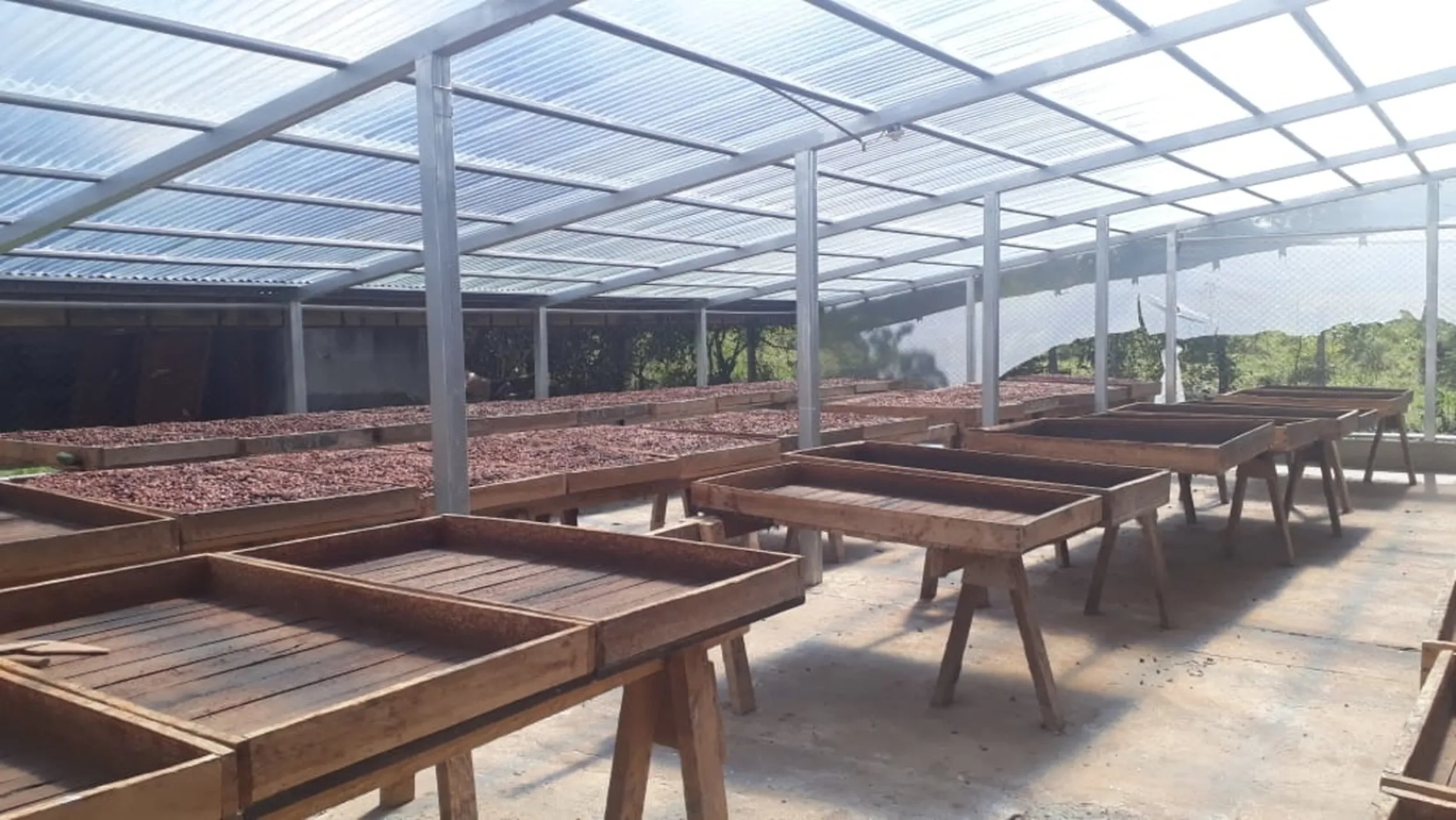 Pictures of the cacao collection process in Pancasan Cooperative’s El Jobo.