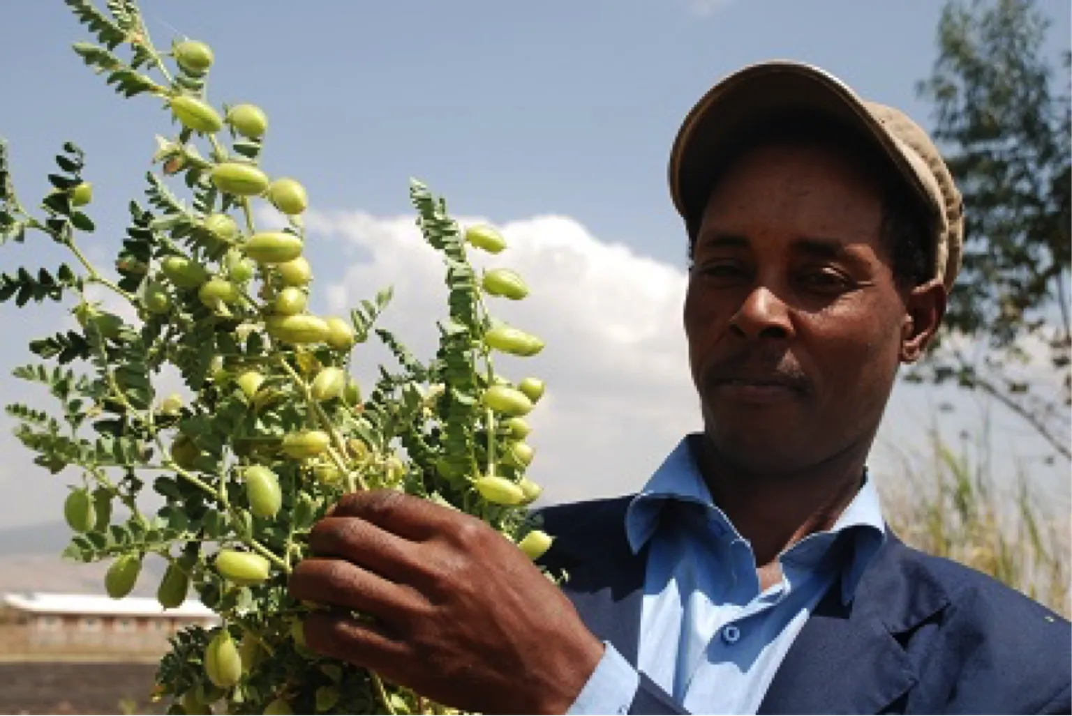 Scaling up pilot business arrangement of pulses