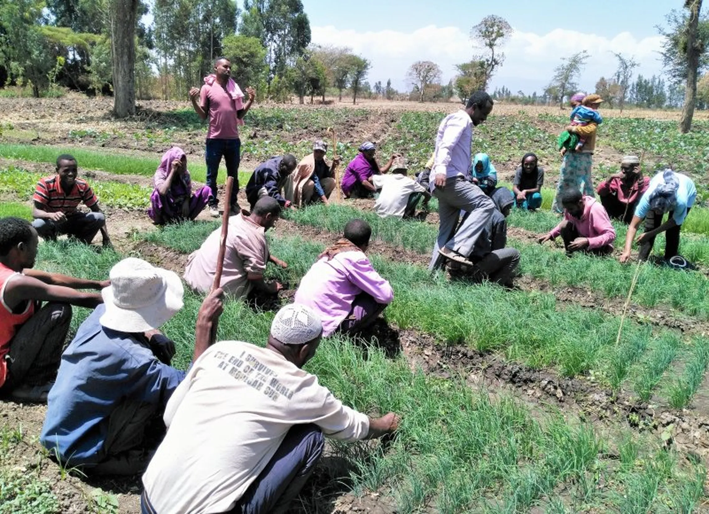 On the filed schools farmers learn about the improved technology