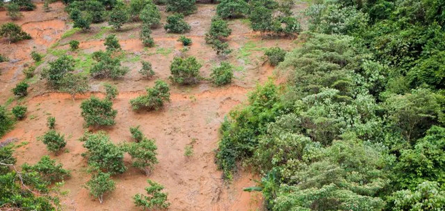 SNV in Ethiopia participates in second Green Legacy campaign