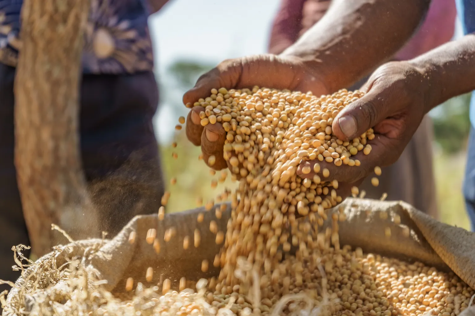 Photo of hands holding grains