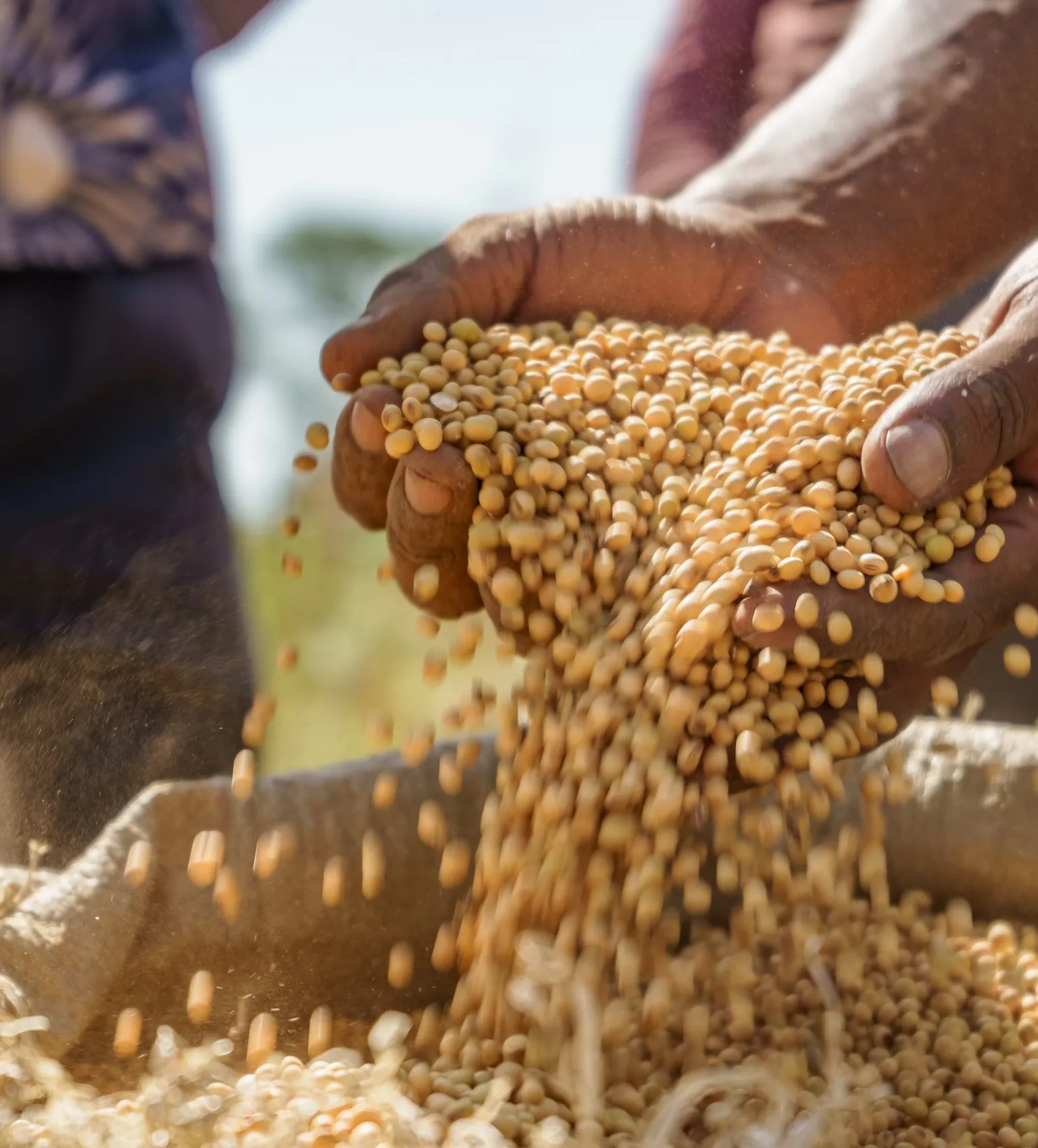 Photo of hands holding grains