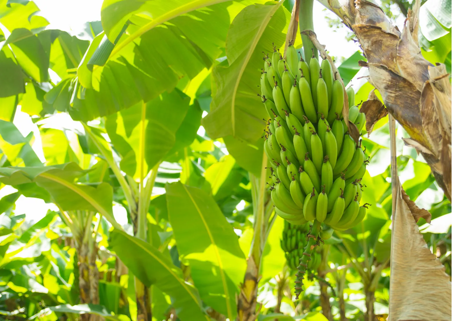 Bananas on a tree